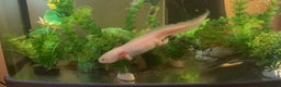Other/Mixed Breed fish for sale: Axolotl’s for sale tank and all parts included  - Advert 1