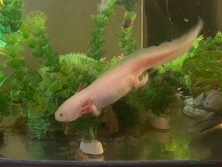 Other/Mixed Breed fish Axolotl’s for sale tank and all parts included - Advert 4