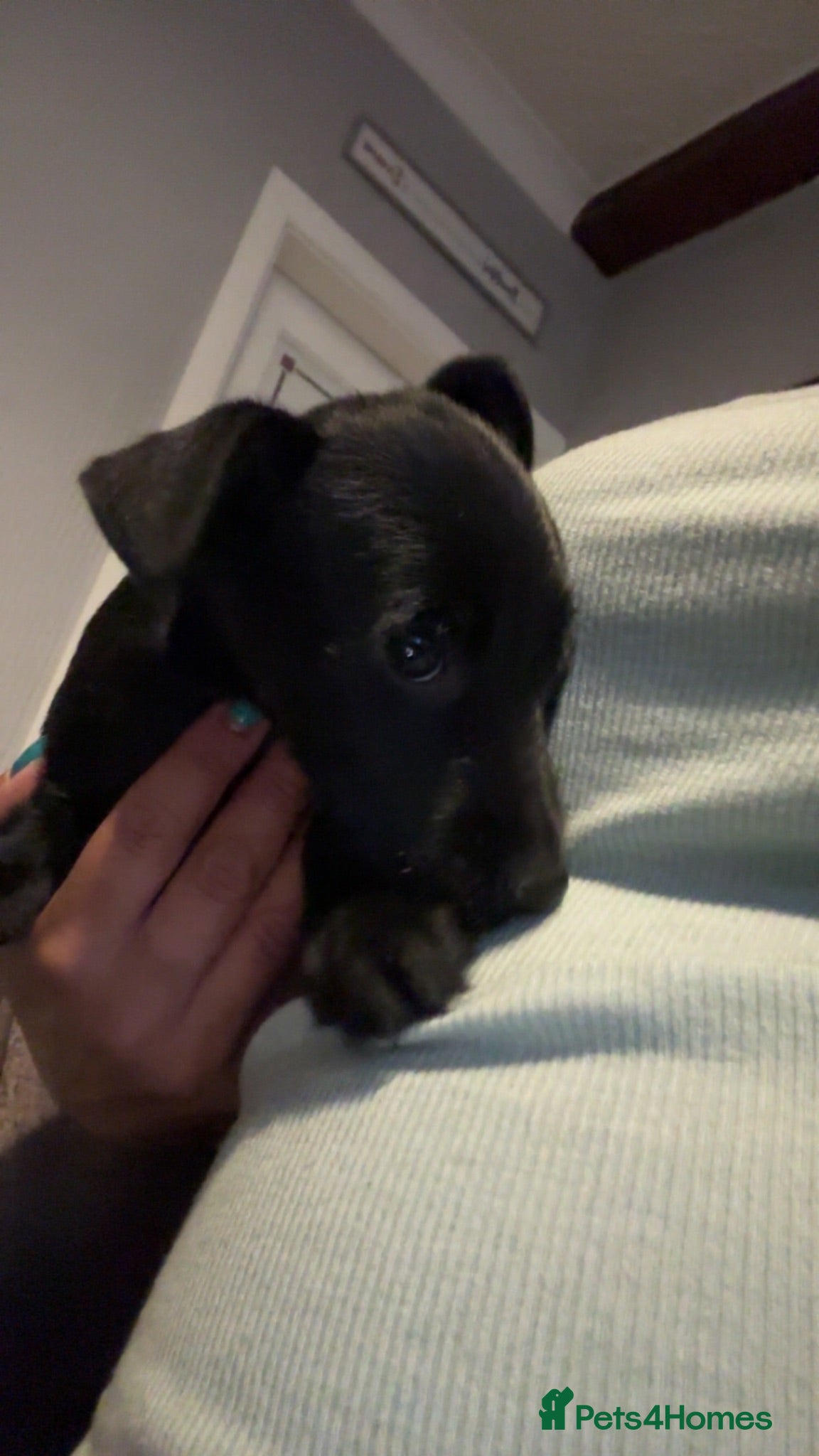 Patterdale Terrier dogs PURE Patterdale Terrier  - Advert 2