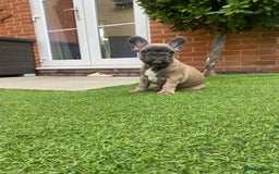 French Bulldog dogs for sale: 1 Female French Bulldog Puppy remaining  - Image 13