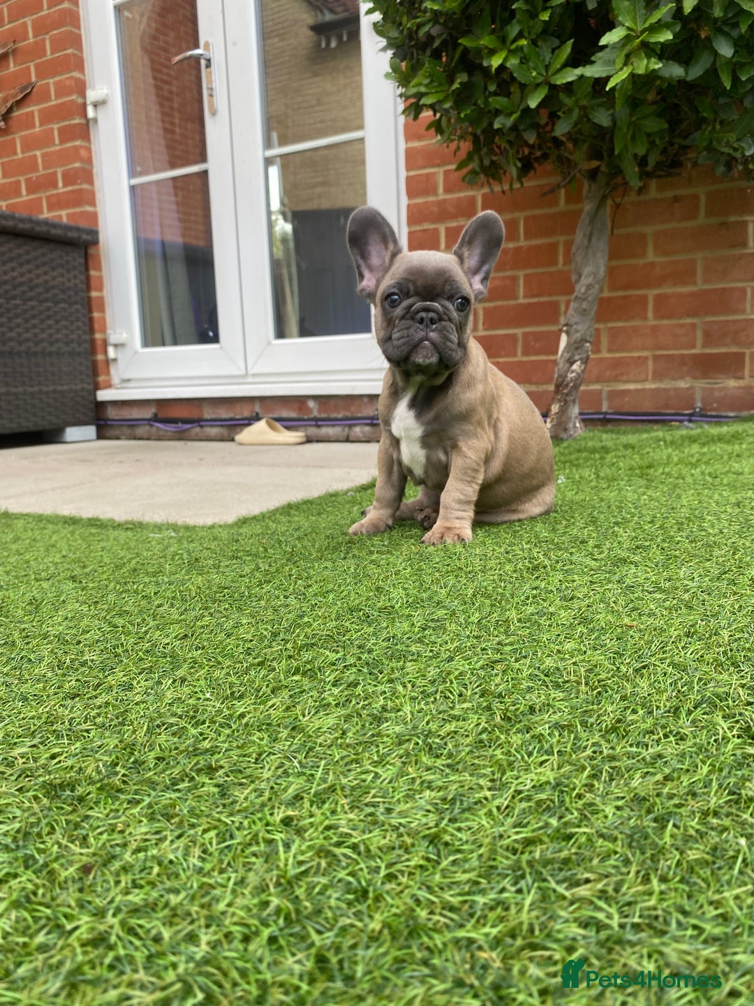 French Bulldog dogs for sale: 1 Female French Bulldog Puppy remaining  - Image 13