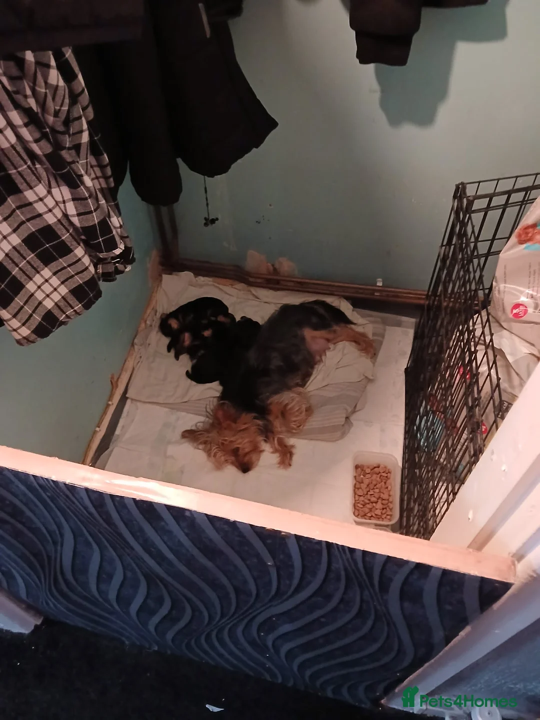 Yorkshire Terrier dogs for sale: Beautiful yorkshire terrier puppies  - Advert 1