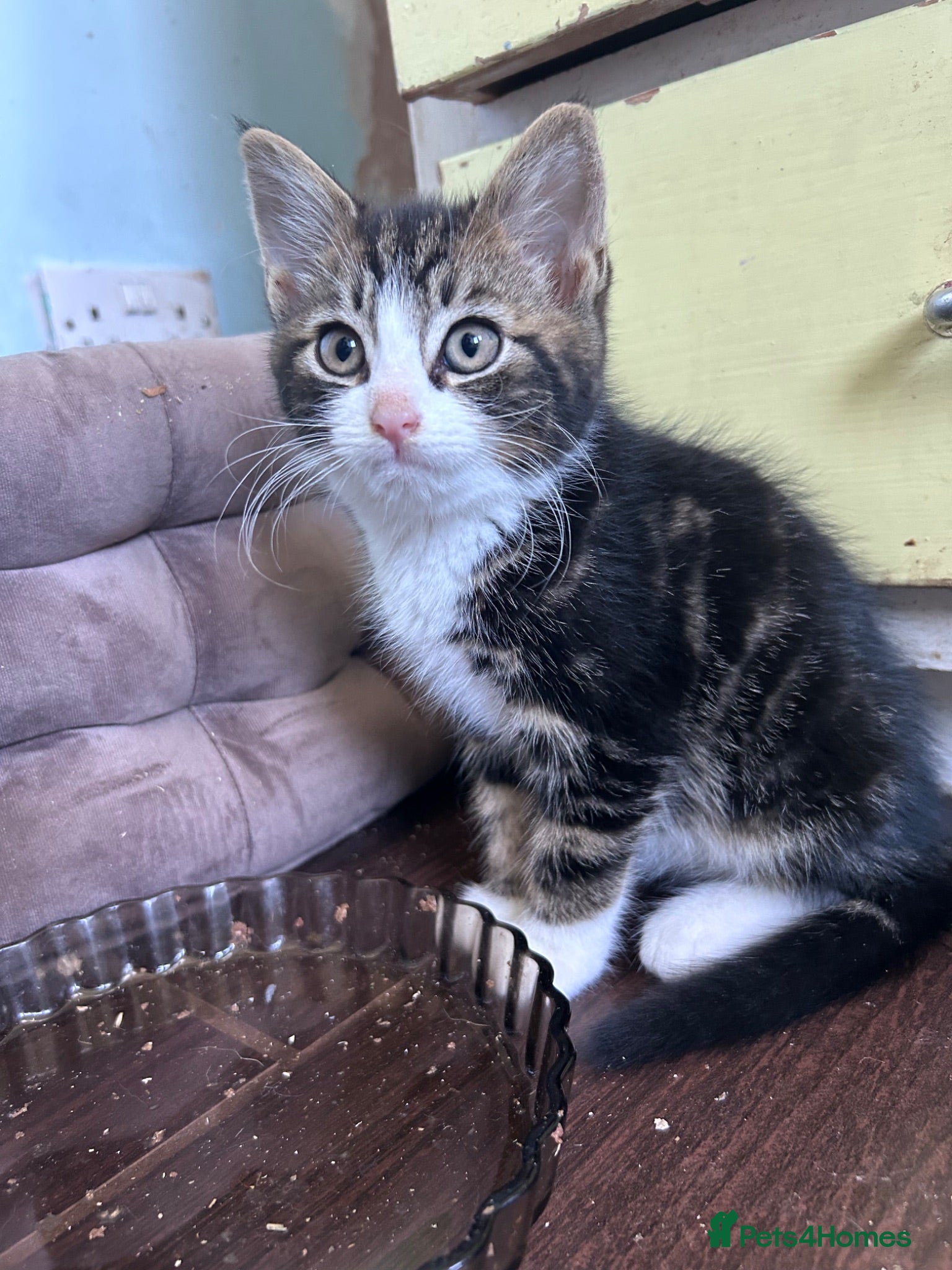 Mixed Breed cats Three friendly kittens  - Advert 13