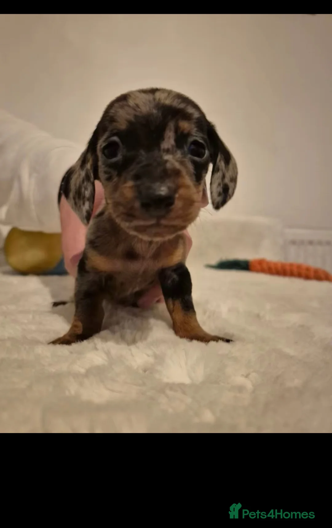 Miniature Dachshund dogs for sale: Stunning Litter of Mniature Dachshund Puppies - Advert 23