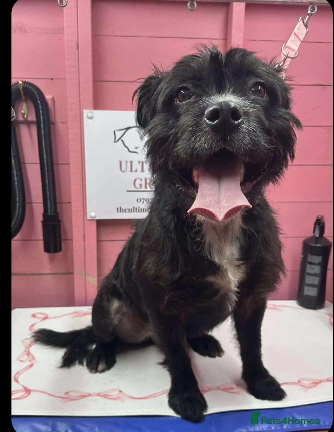 Mixed Breed dogs for sale: Meet Teddy devastated to have to rehome - Advert 7