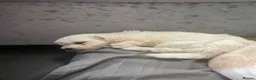 Mixed Breed dogs for sale: Cavapoochon puppies - Advert 19
