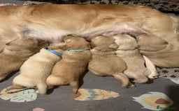 Golden Retriever dogs for sale: 6 Beautiful Golden Retrievers Puppies  - Image 13