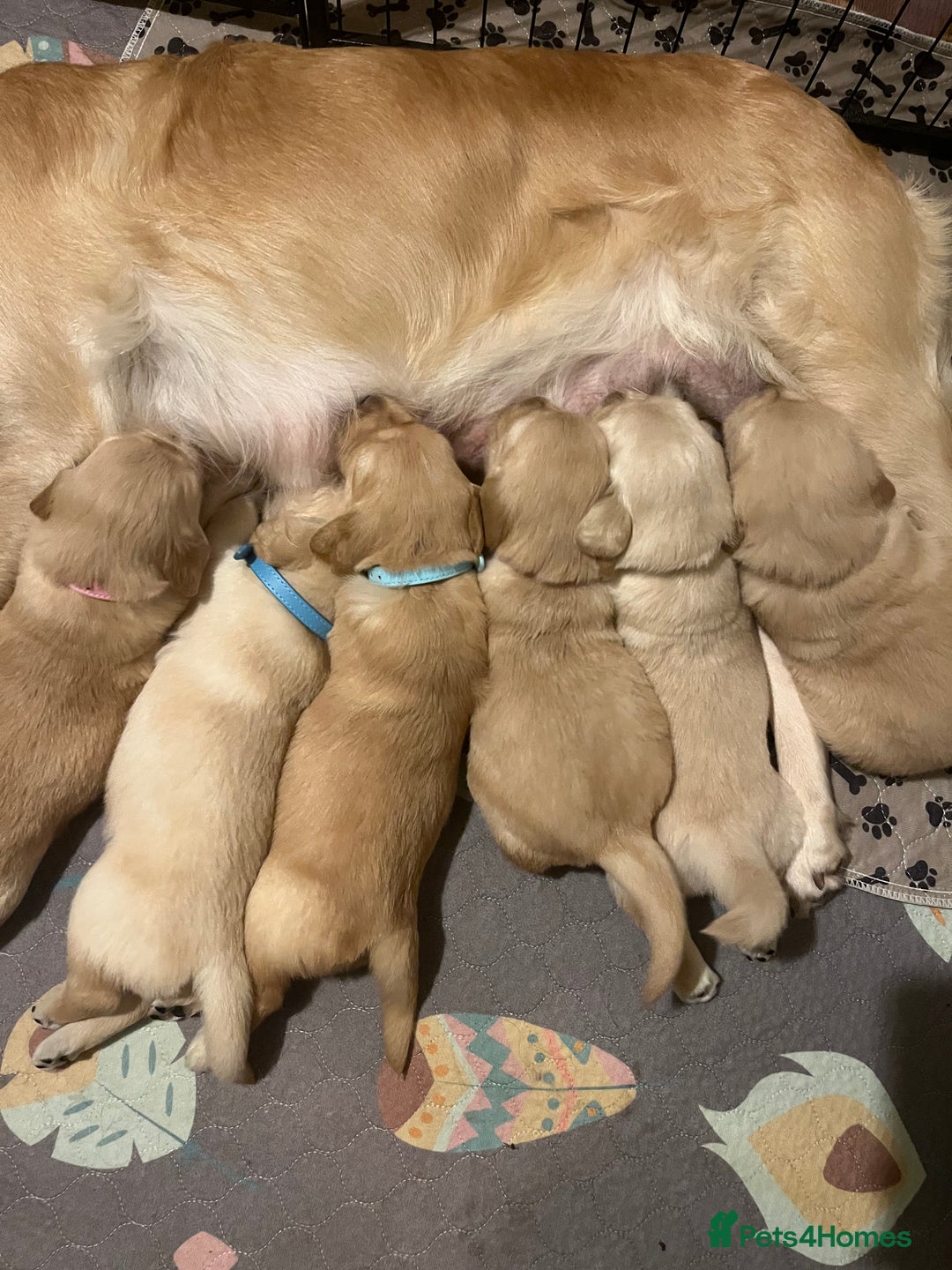Golden Retriever dogs for sale: 6 Beautiful Golden Retrievers Puppies  - Image 13