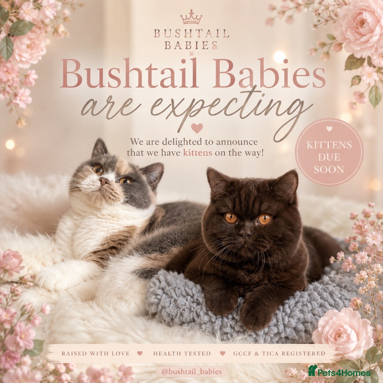 British Shorthair cats Exceptional Champion GCCF British shorthair kitten - Advert 1