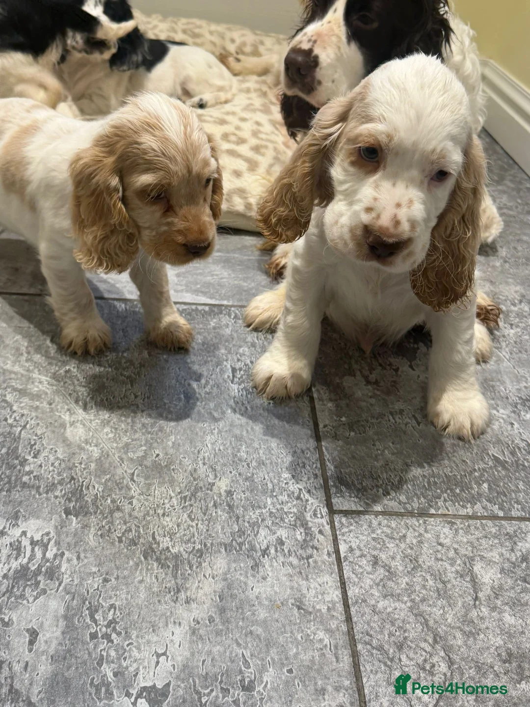 Cocker Spaniel dogs for sale: OUTSTANDING ADORABLE SHOW TYPE COCKER SPANIEL  - Advert 12
