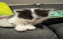 Mixed Breed cats for sale: Kittens  - Image 3
