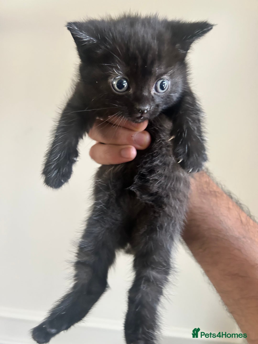 Mixed Breed cats for sale: Beautiful Kittens Available – Loving Homes Wanted - Advert 8