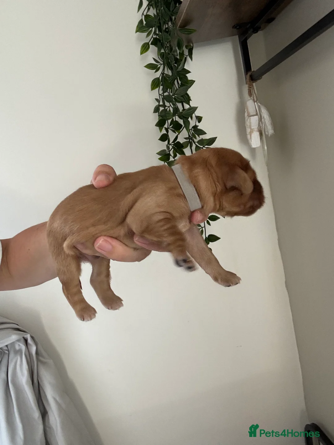 Cockapoo dogs for sale: Cockapoo Puppies  - Advert 27