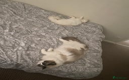 Ragdoll cats for sale: Two Ragdolls for sale. 3 and 2 Beryl & Barry - Image 6