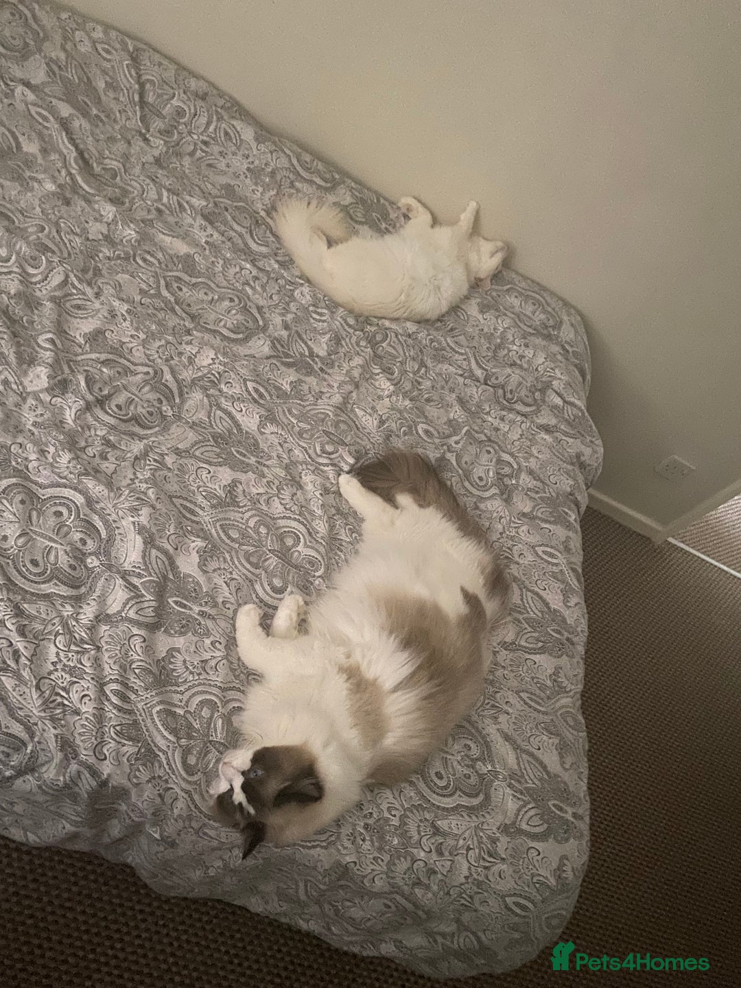 Ragdoll cats for sale: Two Ragdolls for sale. 3 and 2 Beryl & Barry - Image 6