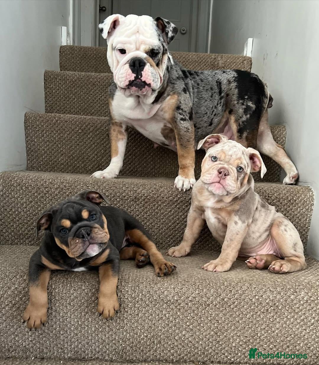 English Bulldog dogs Lovely English Bulldog Puppies - Advert 1
