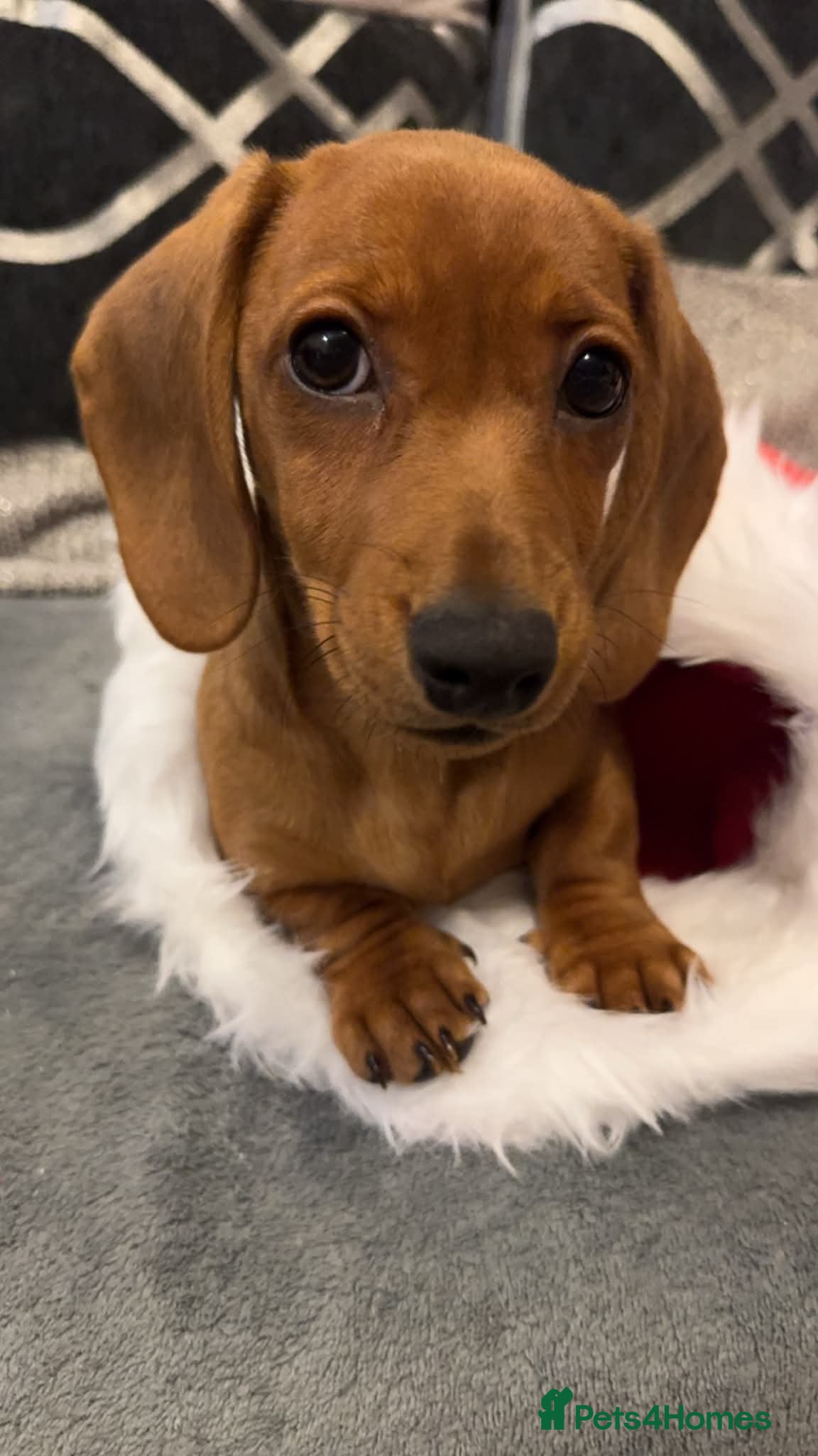 Dachshund dogs Tiny  - Advert 17