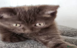Havana Brown cats for sale: Rare Havana Brown's kittens - Image 18