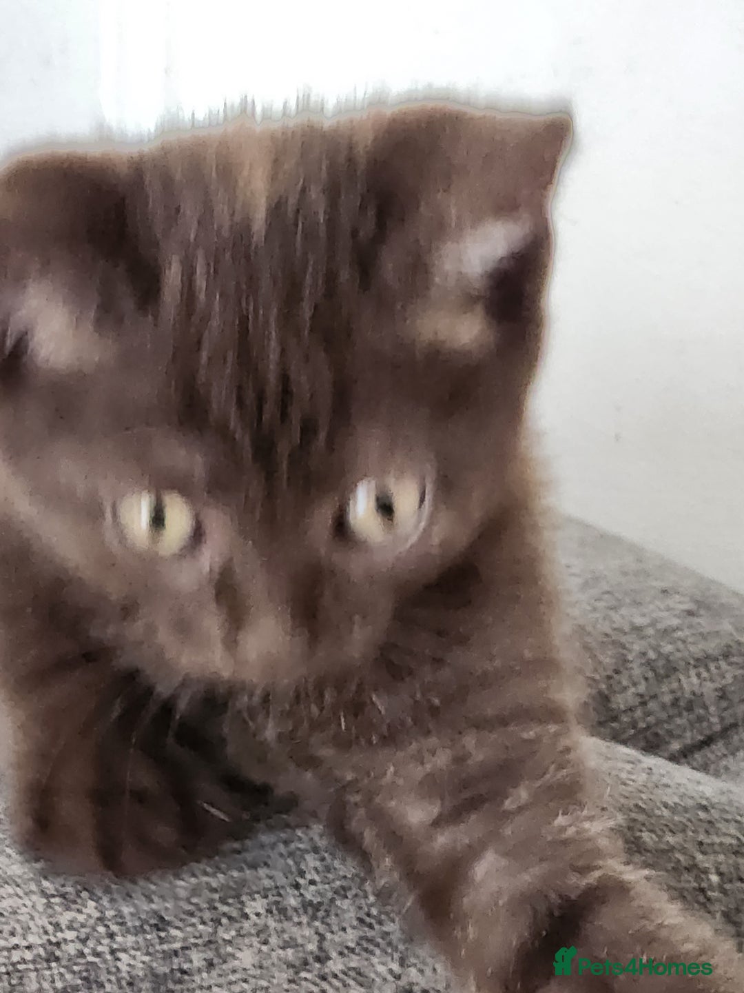 Havana Brown cats for sale: Rare Havana Brown's kittens - Image 18