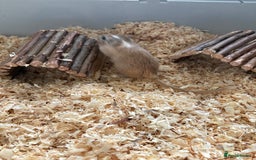 Gerbil rodents for sale: 2 male gerbils  - Advert 7