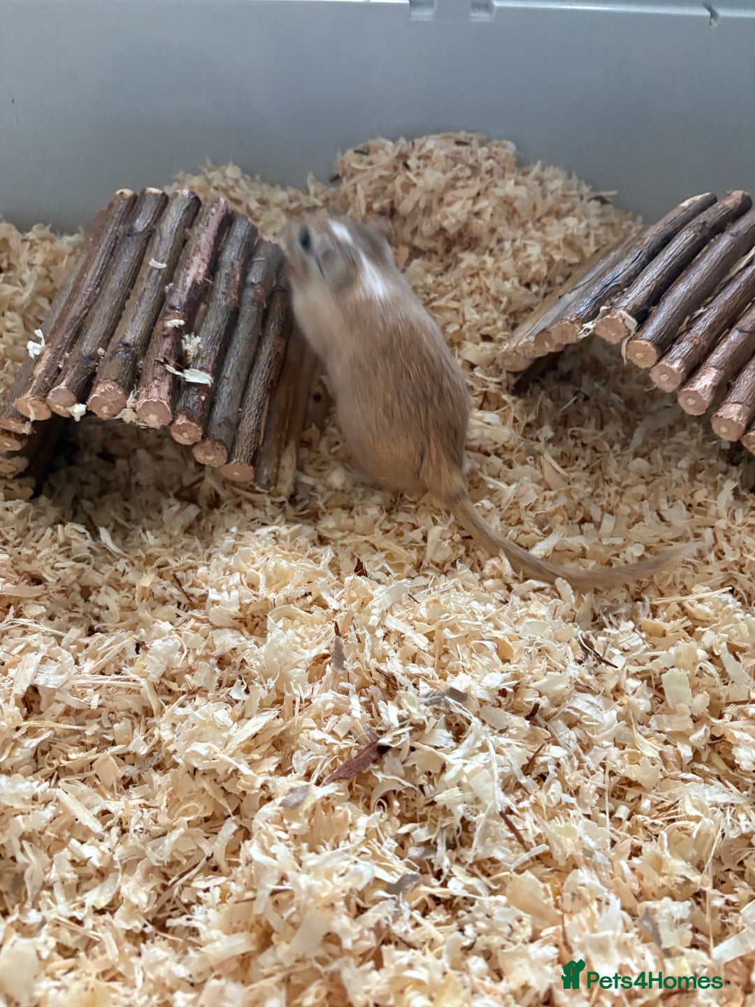 Gerbil rodents for sale: 2 male gerbils  - Advert 7