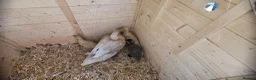 Ducks poultry for sale: Family for sale  - Advert 5