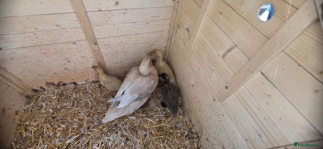 Ducks poultry for sale: Family for sale  - Advert 5
