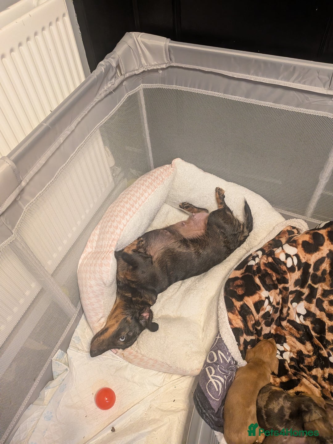 Dachshund dogs for sale: Dachshund puppies  - Advert 5