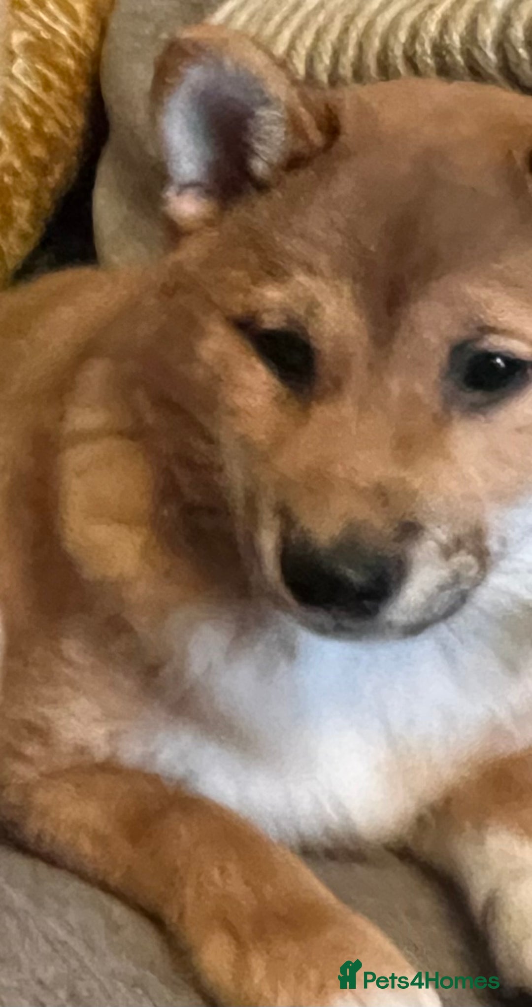 Japanese Shiba Inu dogs for sale: K.C reg Red Japanese Shiba Inu Puppies - Advert 9