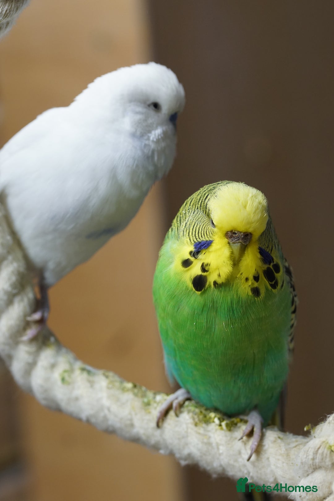 Budgerigars birds for sale: Budgies  - Advert 26