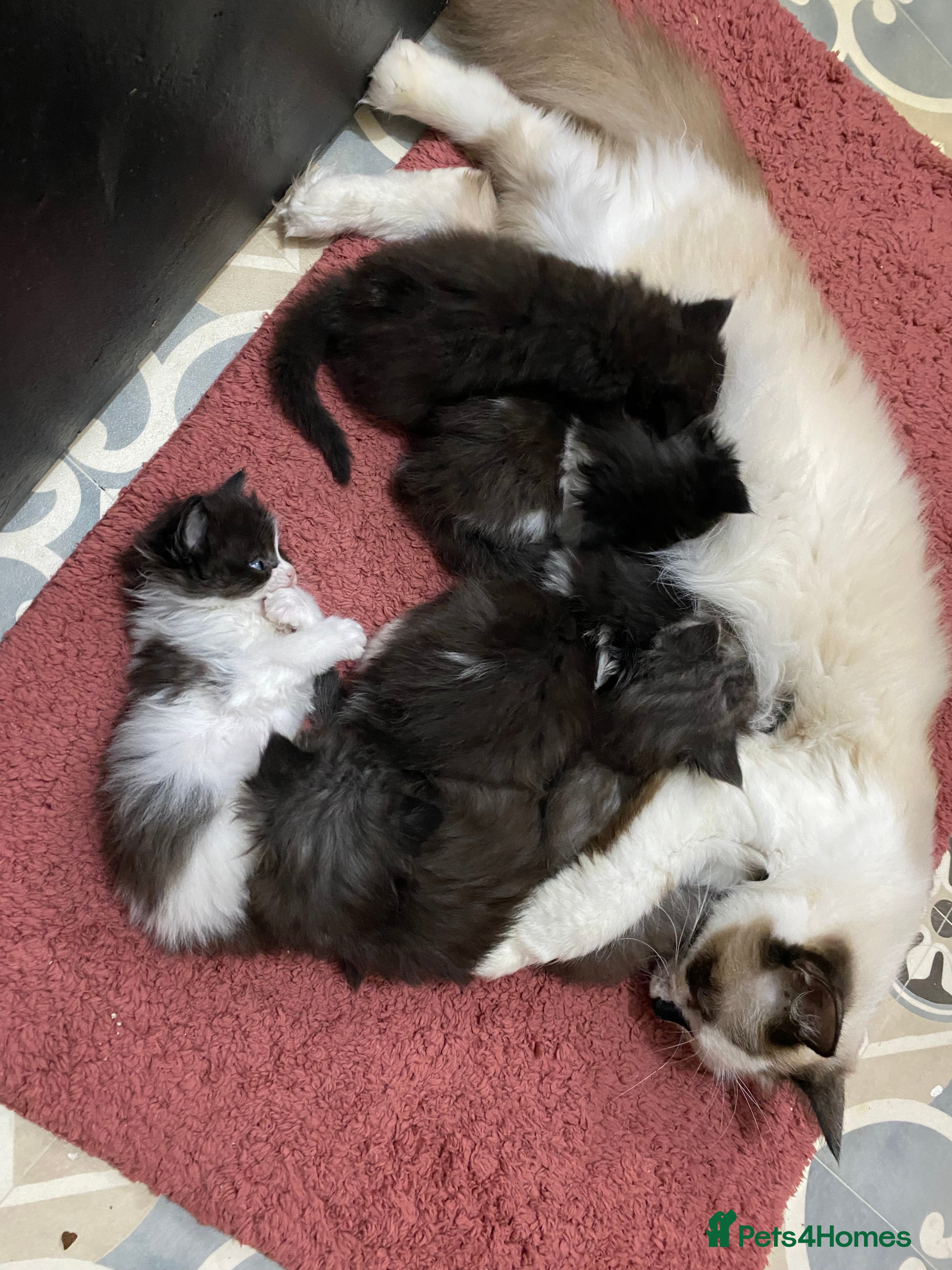 Ragdoll cats 6 beautiful ragdoll x maincoon kittens  - Advert 1