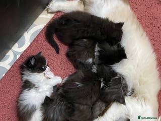 Ragdoll cats 6 beautiful ragdoll x maincoon kittens - Advert 1