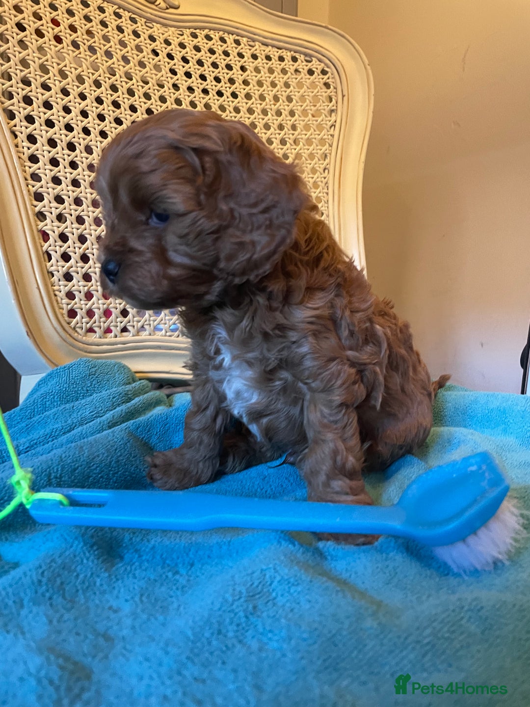Cavapoo dogs for sale: F1b Cavapoooo  - Advert 25