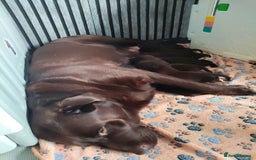 Labrador Retriever dogs for sale: KC registered chocolate puppies  - Image 4