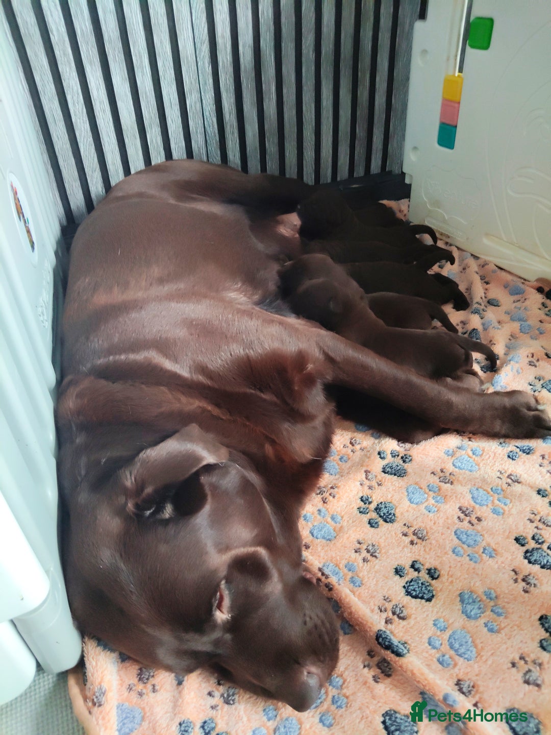 Labrador Retriever dogs for sale: KC registered chocolate puppies  - Image 4