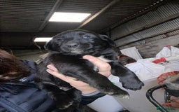 Mixed Breed dogs for sale: Welsh collie x red fox Labrador - Image 2