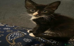 Mixed Breed cats for sale: 2 Beautiful kitten for sale - Image 4
