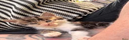 Mixed Breed cats for sale: 2 female kittens for sale  in Bilston - Advert 5
