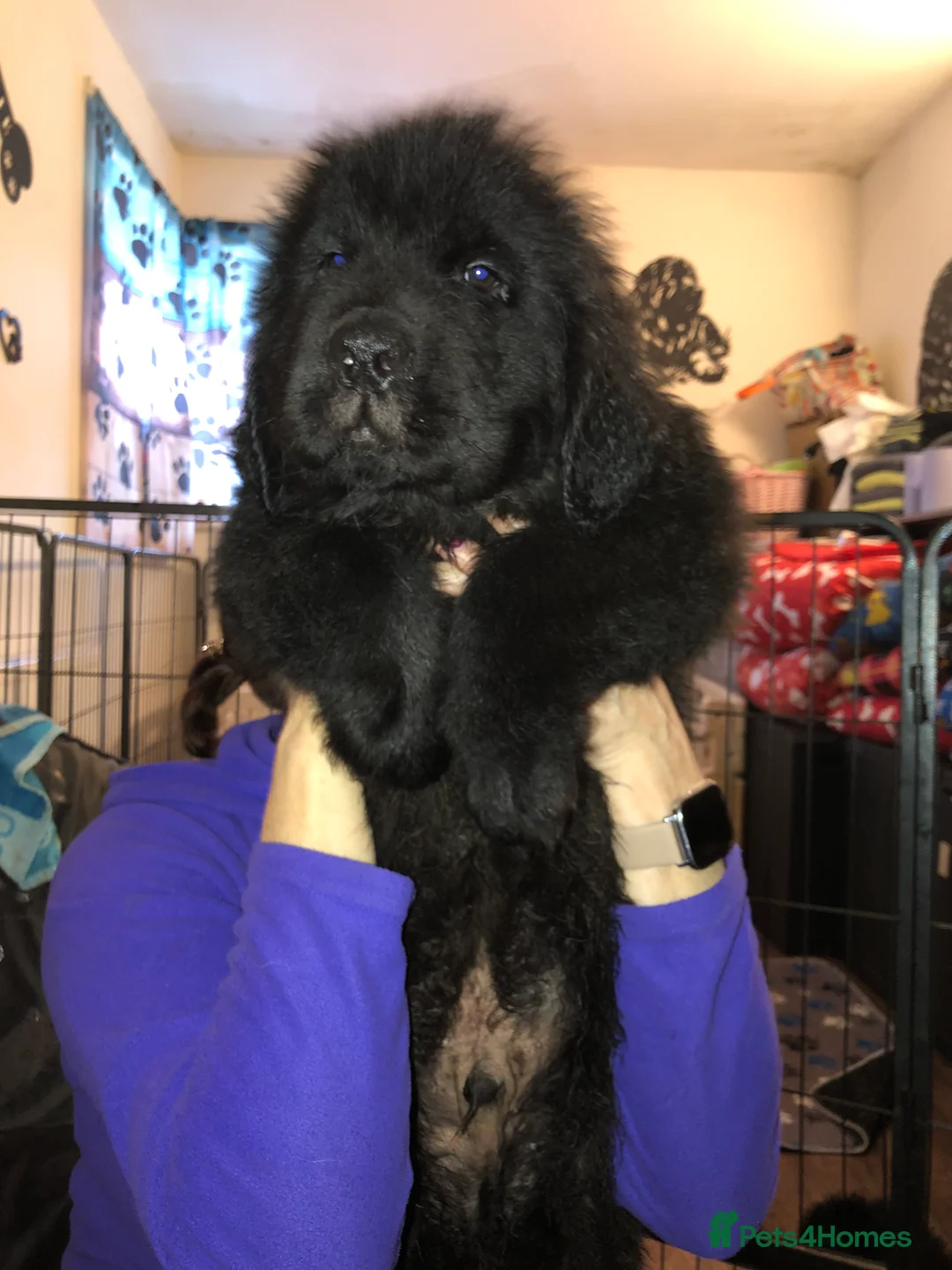 Newfoundland dogs for sale: Balticbears - Advert 2