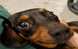 Chiweenie dogs for sale: Chihuahua cross dachshund for sale - Advert 3