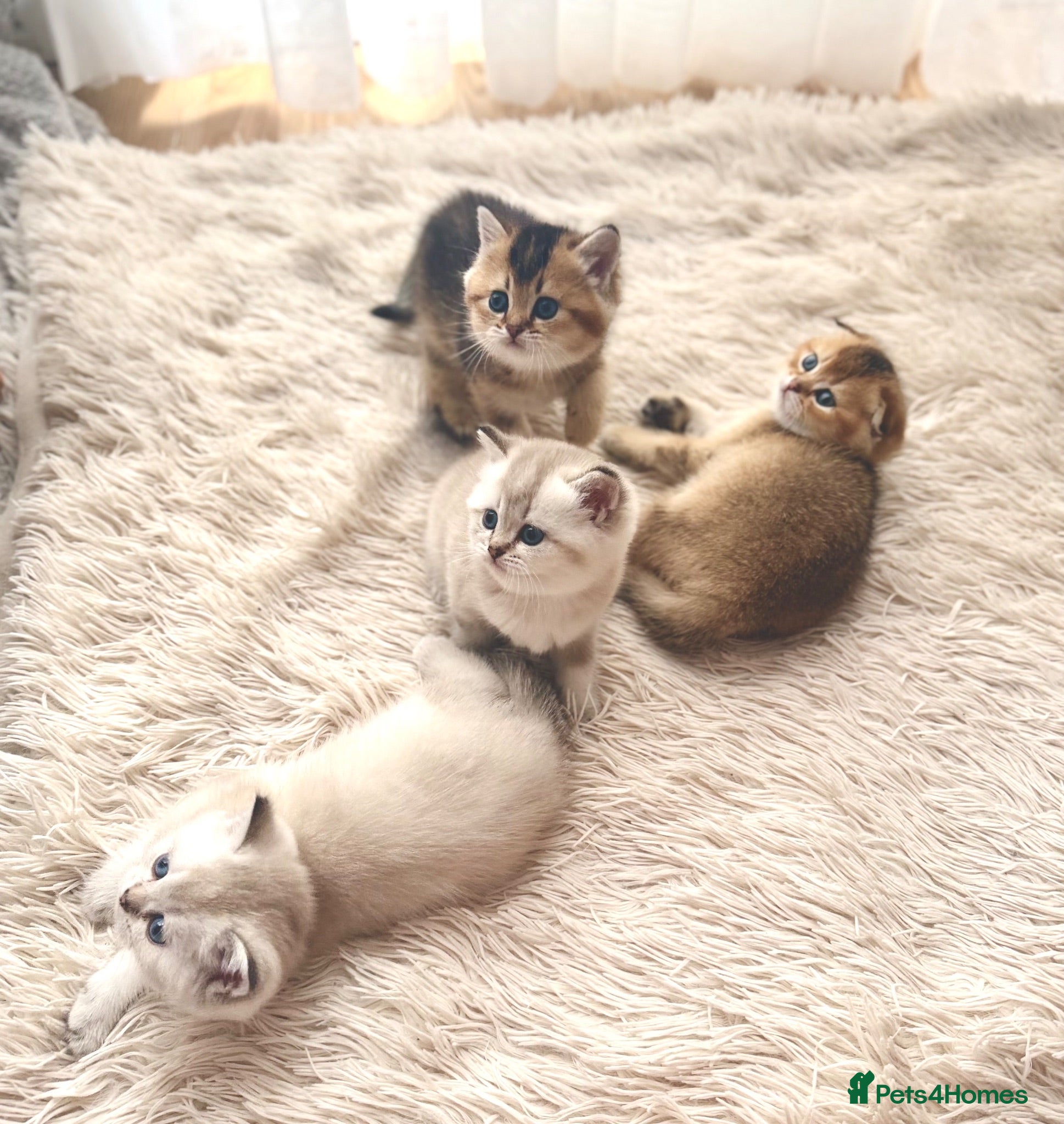 Scottish Fold cats Gorgeous Scottish Fold x British Shorthair Kittens - Advert 2
