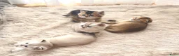 Scottish Fold cats for sale: Scottish Fold Kittens – Golden & Blue Eyed Babies - Advert 3