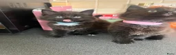 Mixed Breed cats for sale: Stunning Kittens Ready Now - Advert 11