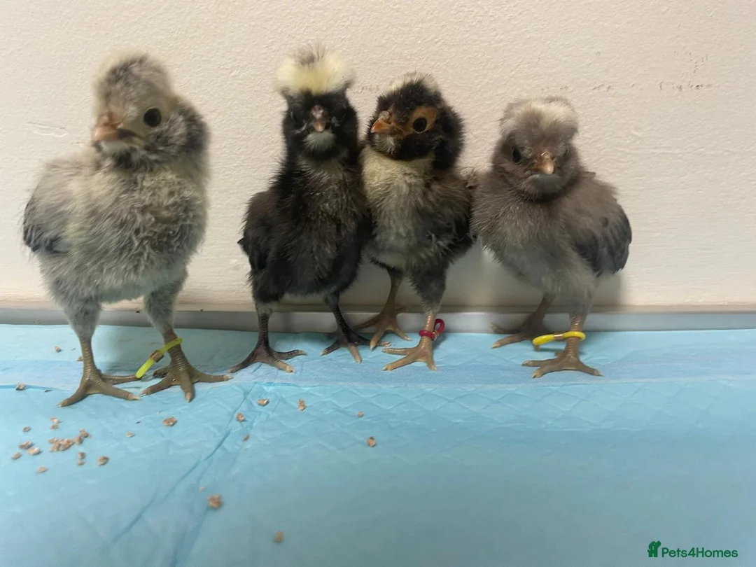 Chickens poultry for sale: Stunning Bantam Polish Chicks  - Advert 2