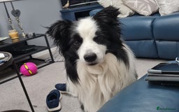 Border Collie dogs for stud: Borderlair Tip for the Top (Tip) - Advert 6