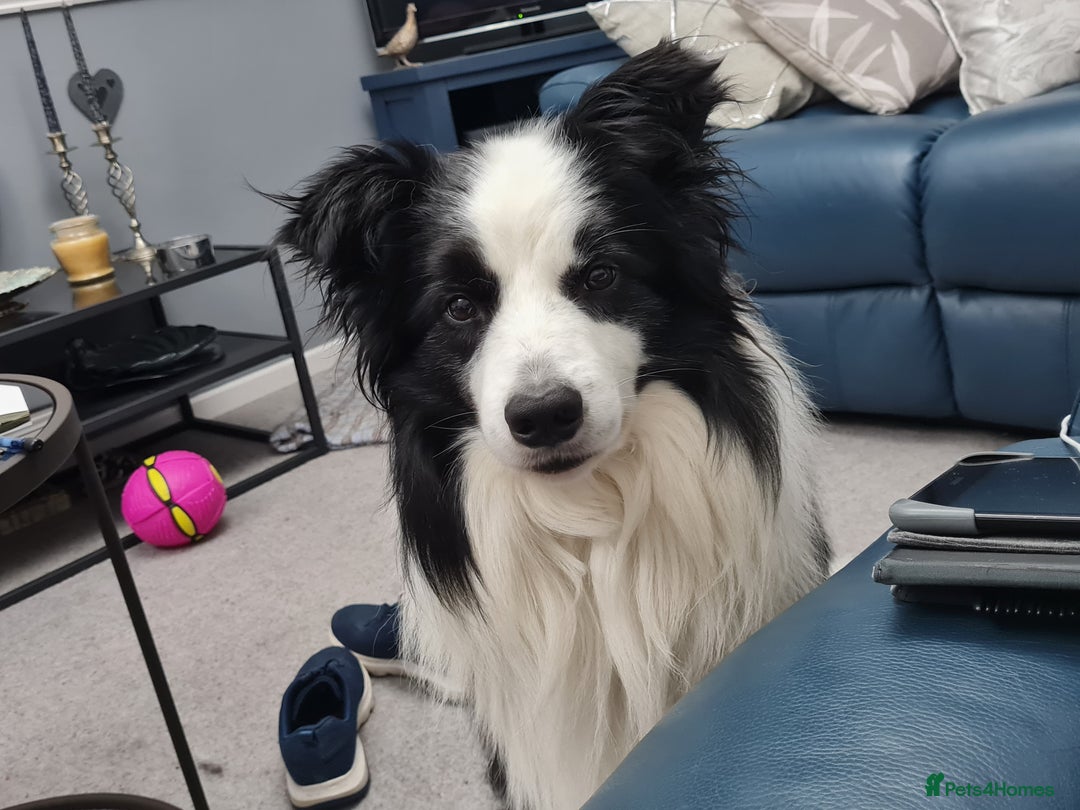 Border Collie dogs for stud: Borderlair Tip for the Top (Tip) - Advert 6