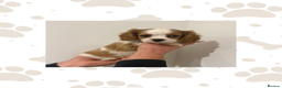 Cavalier King Charles Spaniel dogs for sale: KC Cavalier King Charles Spaniel 🧬 Tested Parents - Advert 1