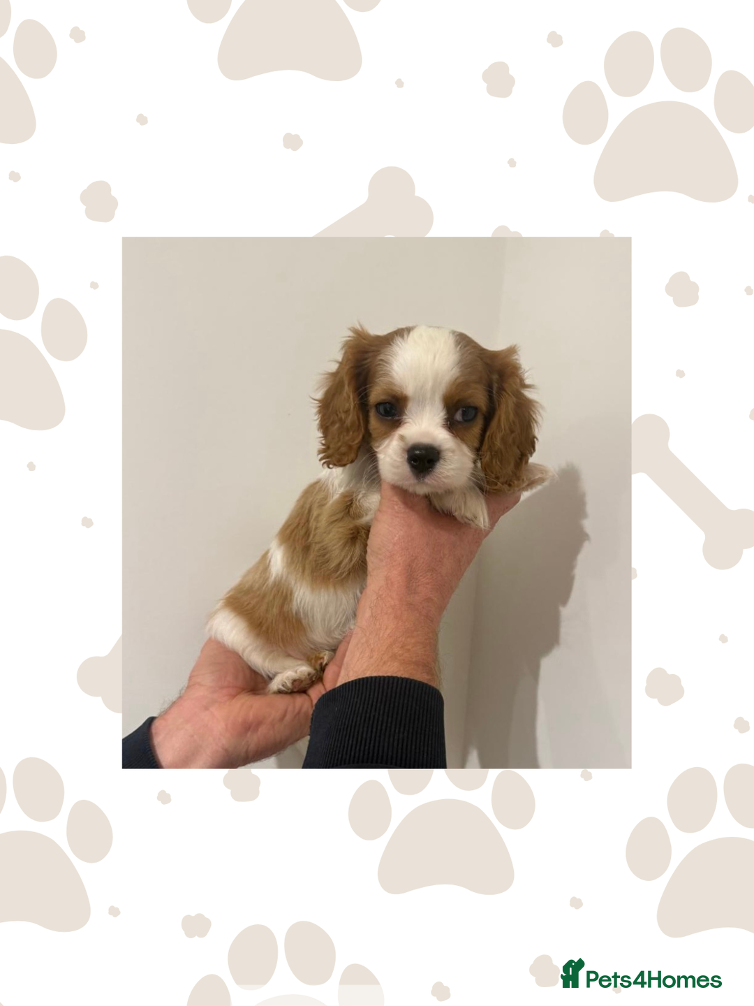 Cavalier King Charles Spaniel dogs for sale: KC Cavalier King Charles Spaniel 🧬 Tested Parents - Advert 1