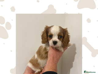 Cavalier King Charles Spaniel dogs KC Cavalier King Charles Spaniel 🧬 Tested Parents - Advert 3
