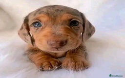 Miniature Dachshund dogs for sale: Beautiful daschund puppies for sale  - Image 4